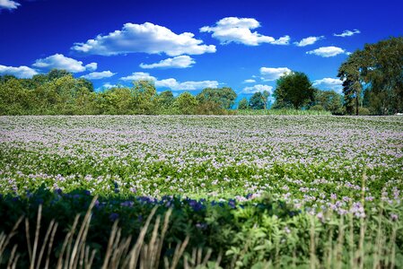 Nature spring plant