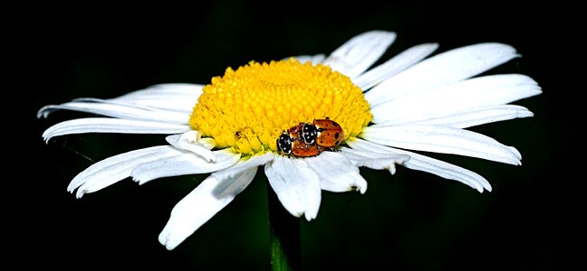 Macro insect flower
