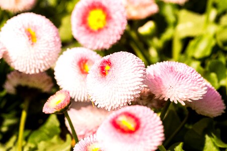 Garden flowers spring