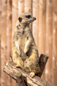 Mammal fur portrait photo