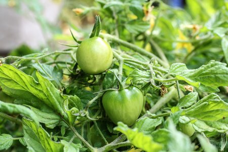Crop vegetable plant