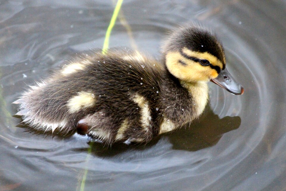 Feathered race duck water