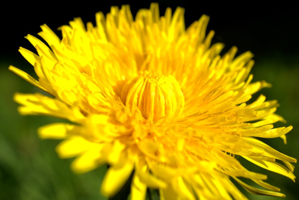 Nature plant summer