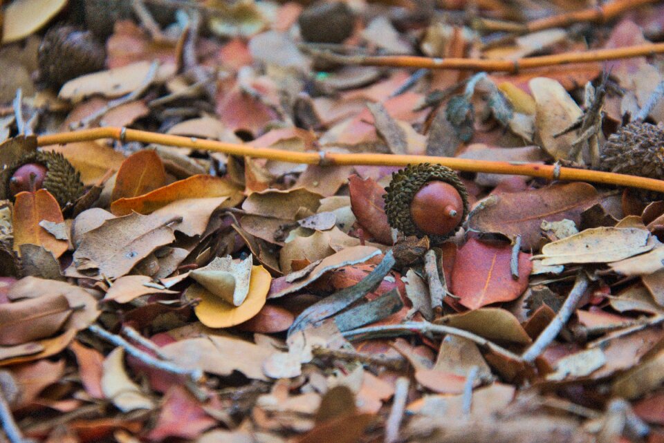 Mediterranean tree autumn