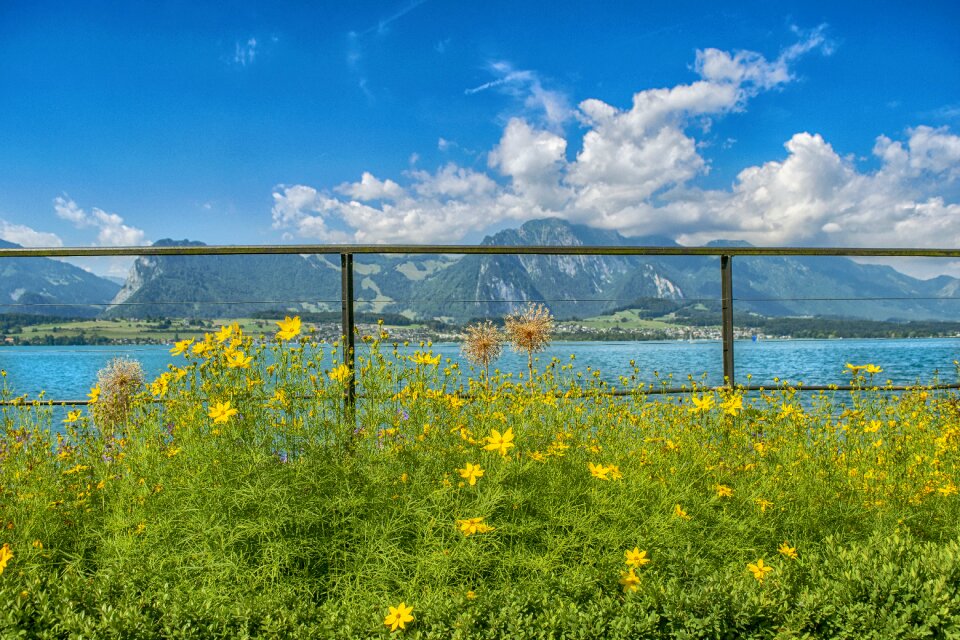 Flowers thun switzerland
