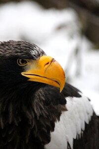 Bird of prey bird beak photo