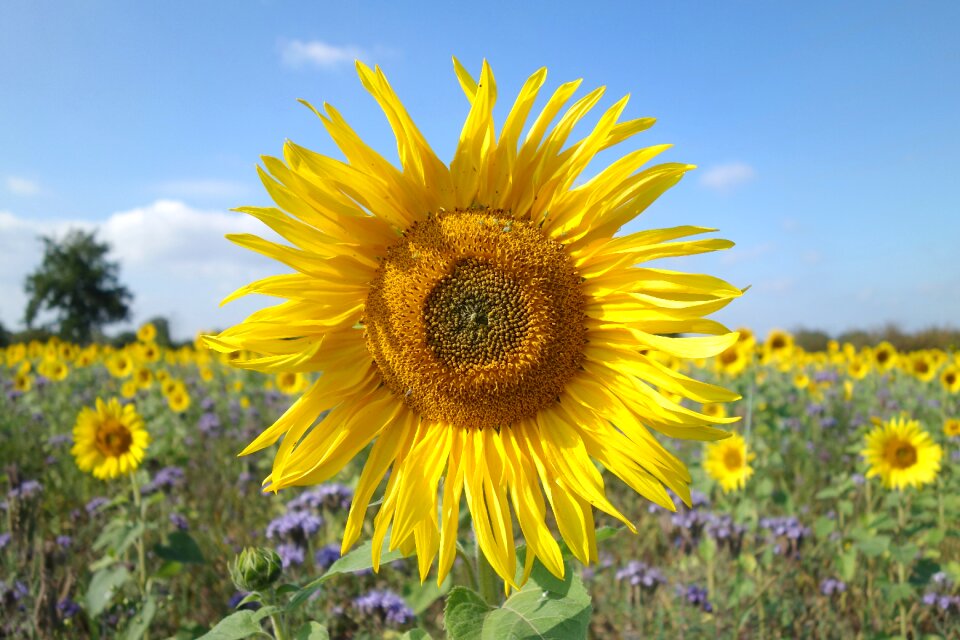 Yellow flower sunflower field