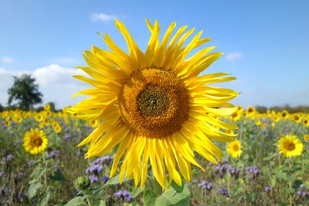 Yellow flower sunflower field photo