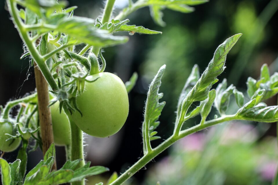 Growing grow natural