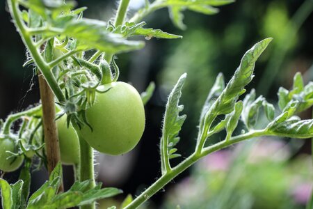 Growing grow natural