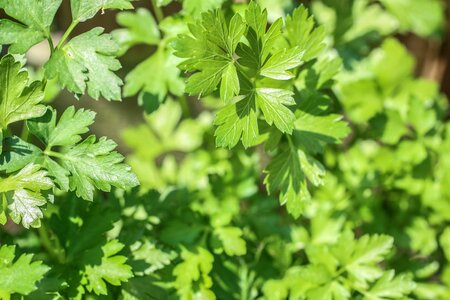 Grow natural summer
