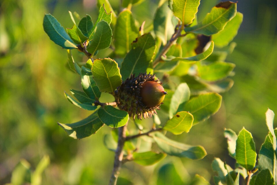 Mediterranean forest tree