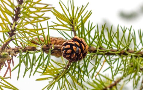 Tree evergreen pinecone