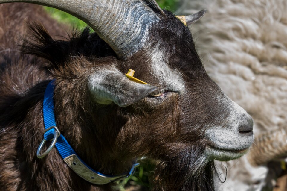 Animal world goat portrait