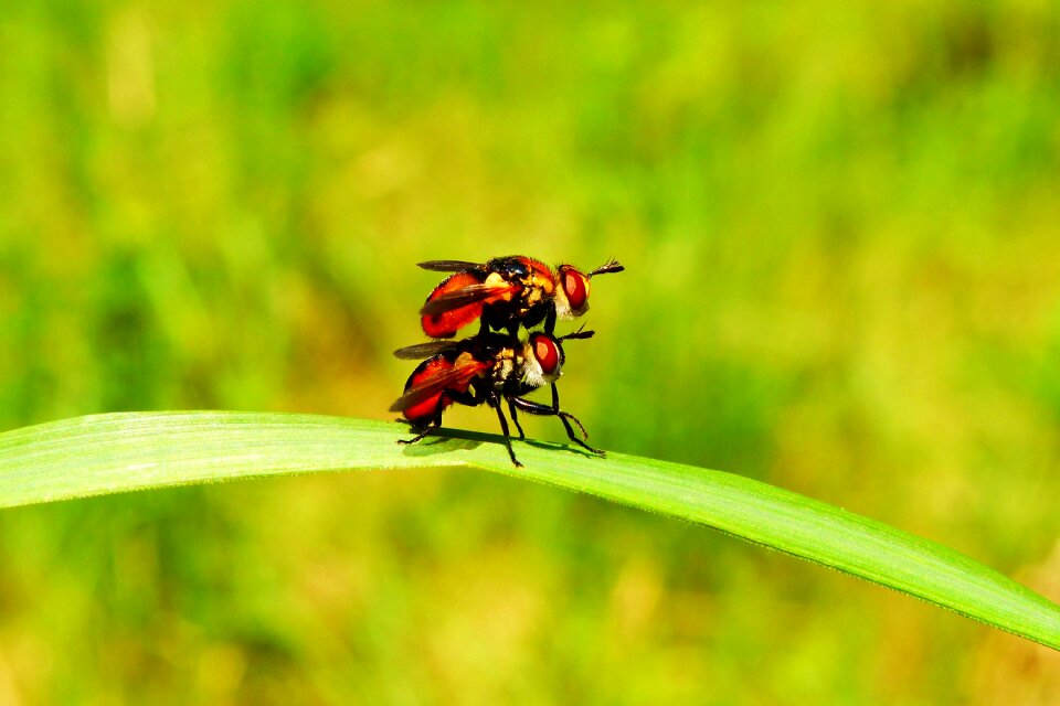 Muchówki nature fly gymnosoma