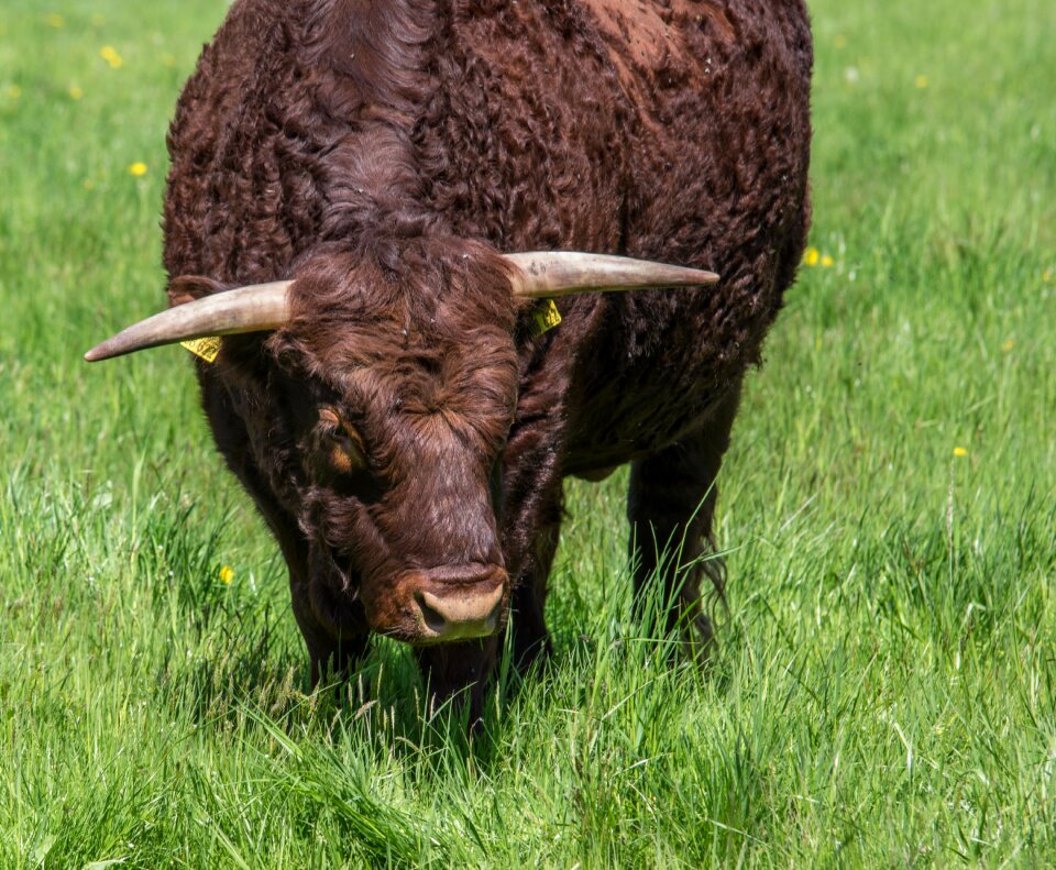 Grass farm cow