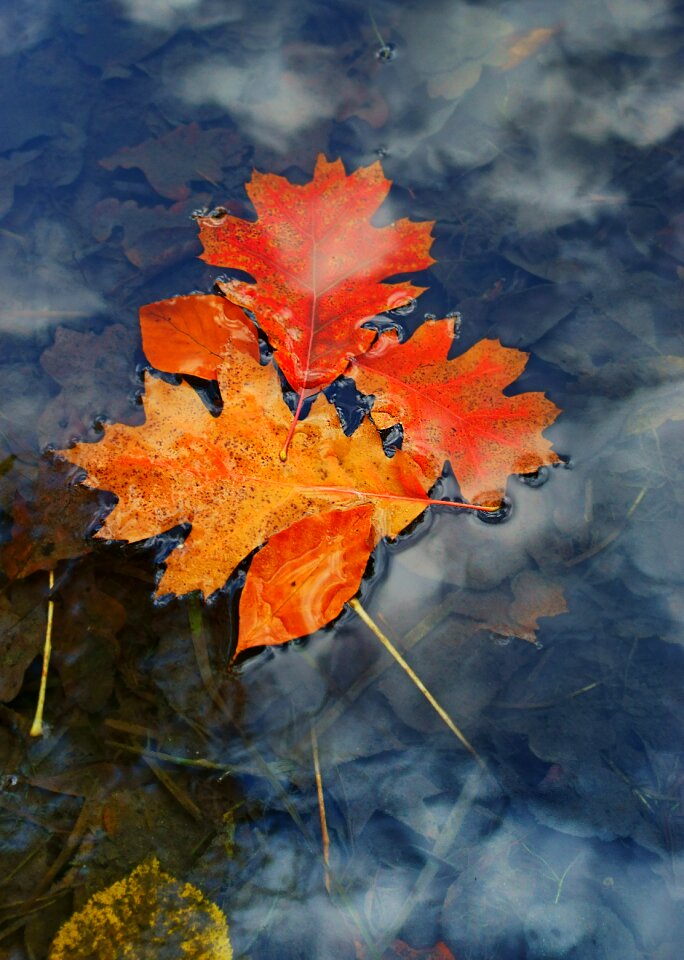 Autumn water foliage