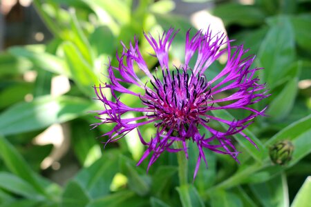 Nature purple flower natural