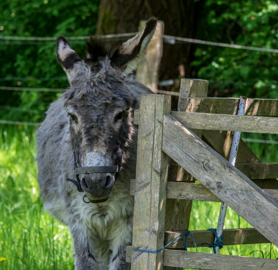 Farm grass mammal