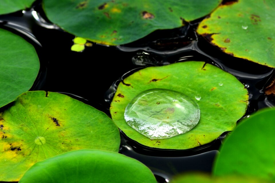 Water drops water droplets water