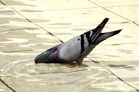 Water refreshment bird