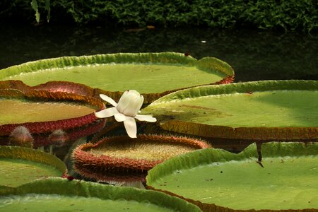 Aquatic water green