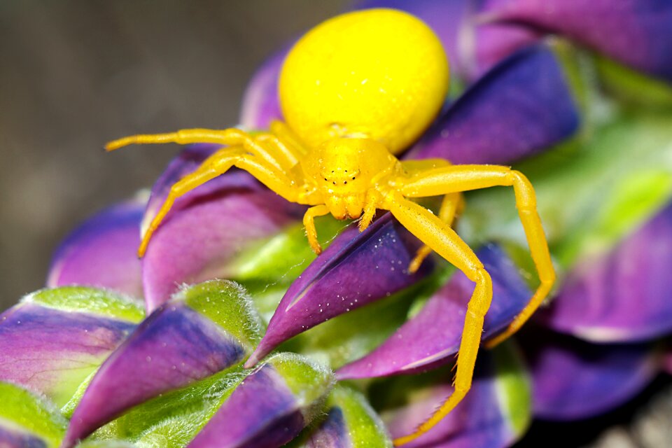 Macro nature arachnid