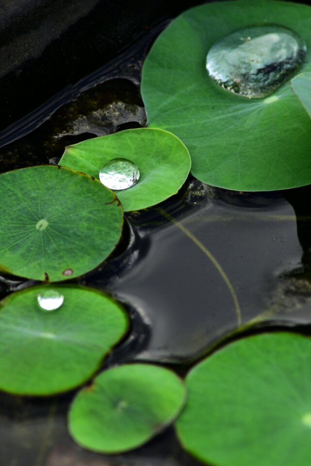 Water drops water droplets water