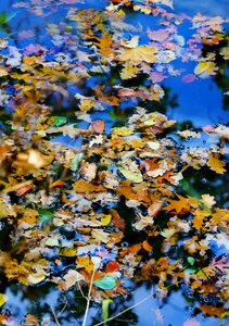Autumn water foliage