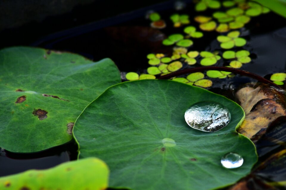 Water drops water droplets water