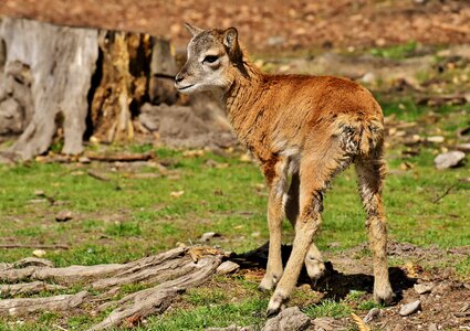 Wild animal european mouflon ungulate