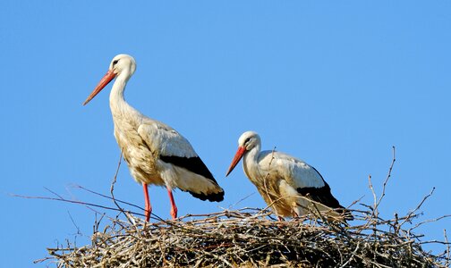 Birds ornithology spring