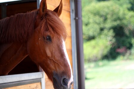 Pony equine stallion