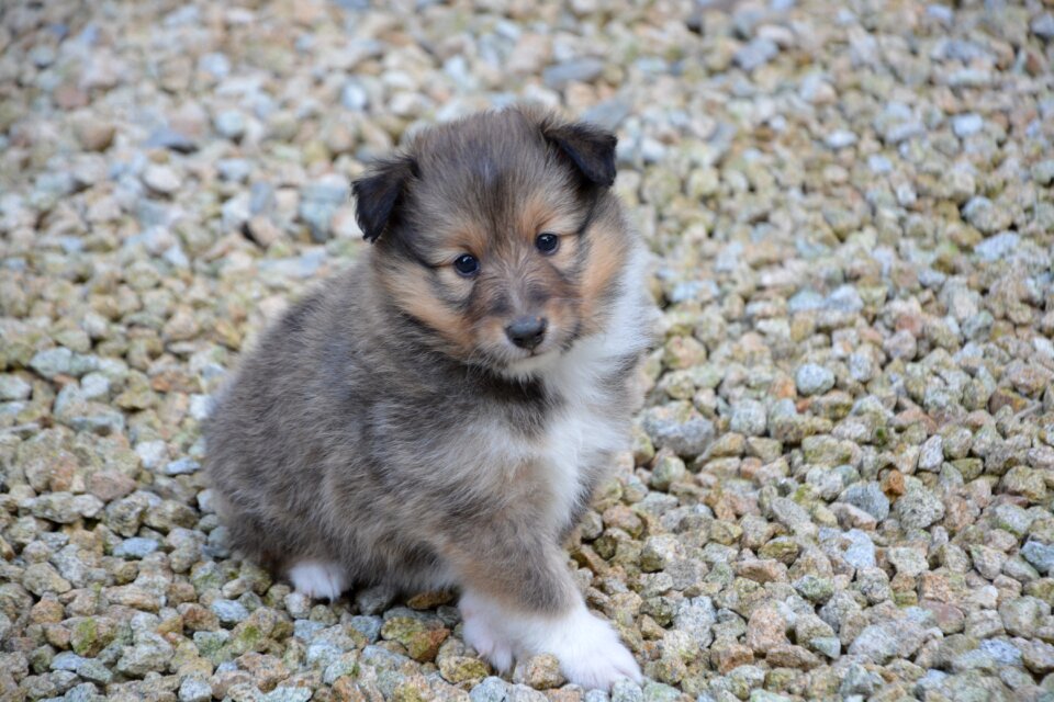 Dog o toby shepherd shetland cute