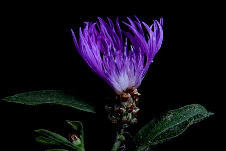 Close up macro purple flower