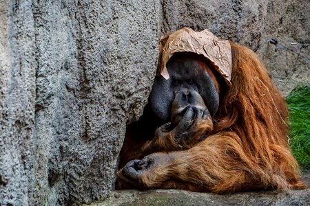 Fur orang-utan mammal photo