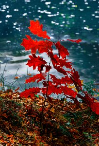 Autumn water foliage