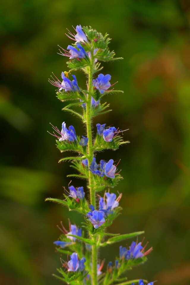 Meadow nature purple