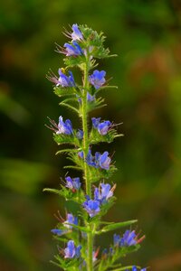 Meadow nature purple