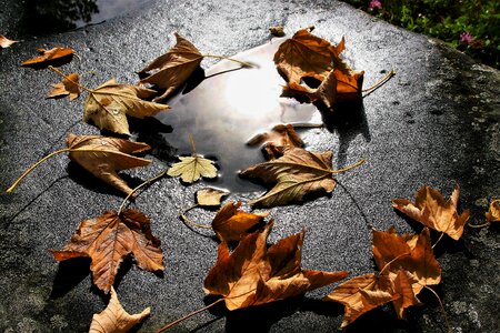 Foliage mirror wind photo