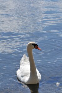 Animals lake plumage photo