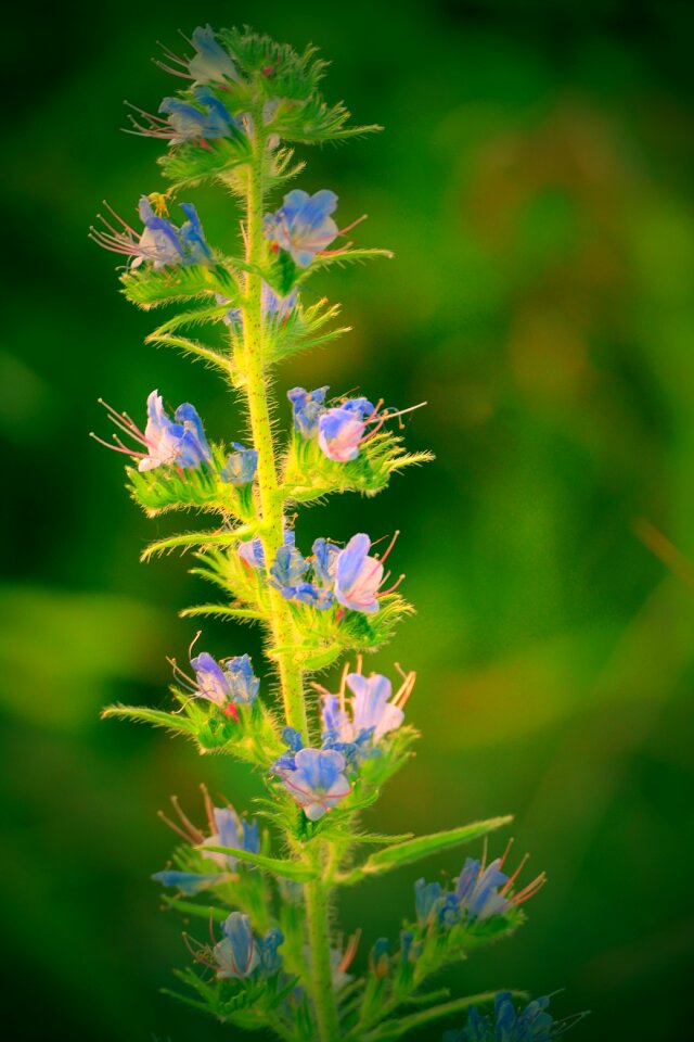 Meadow nature purple