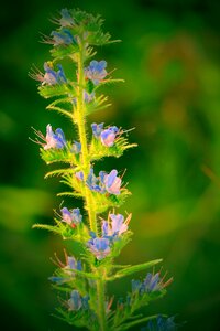 Meadow nature purple