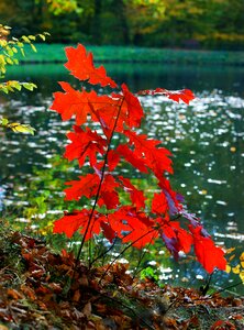 Autumn water foliage