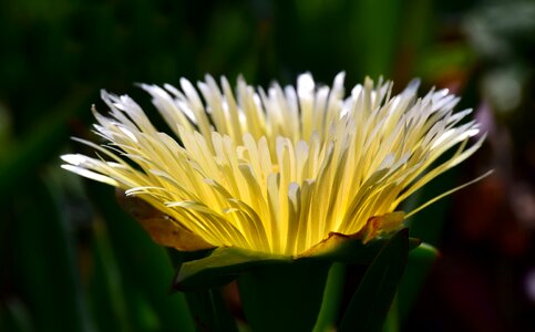Bloom plant nature