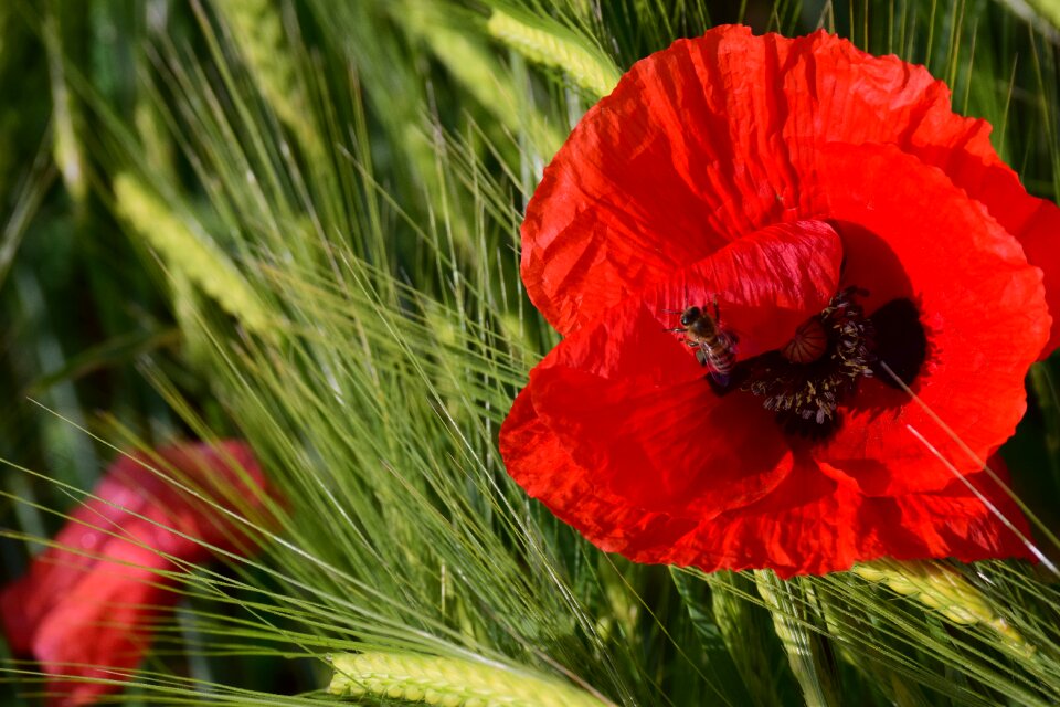 Red klatschmohn nature
