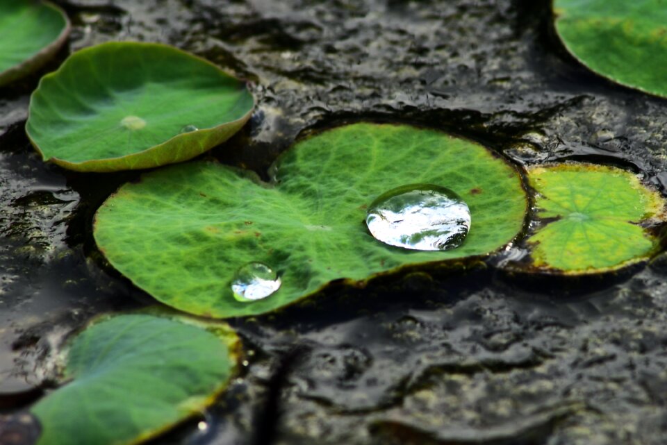 Water drops water droplets water