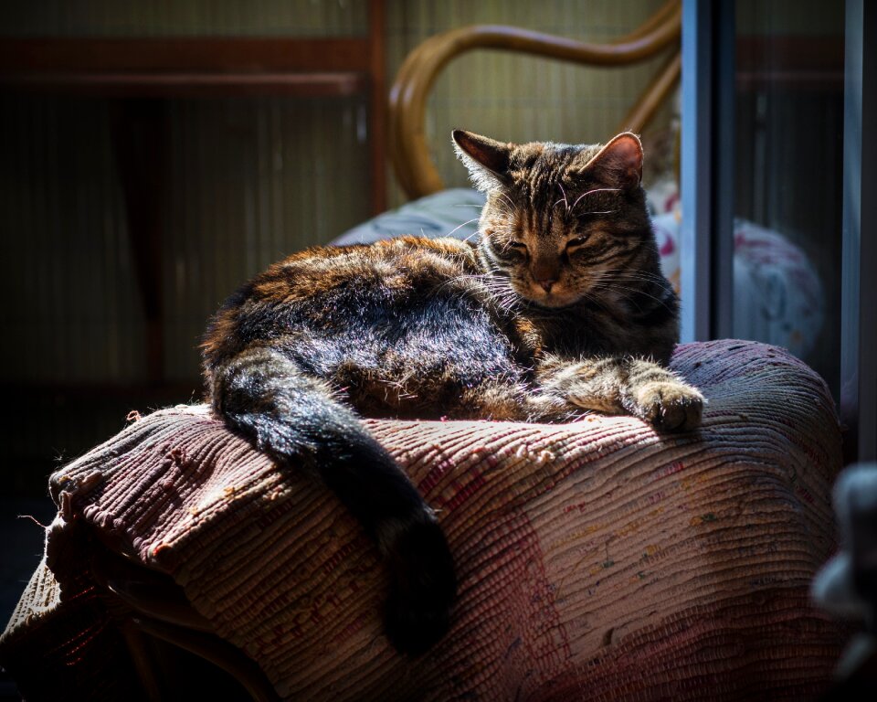 Pet animal portrait