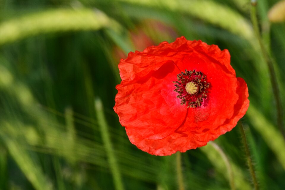Klatschmohn nature field