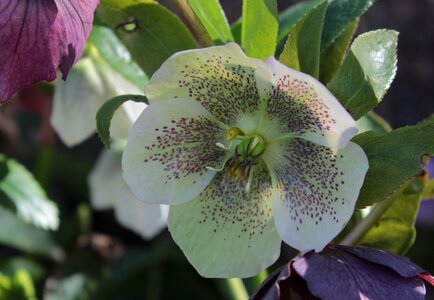 Winter hanging flower garden